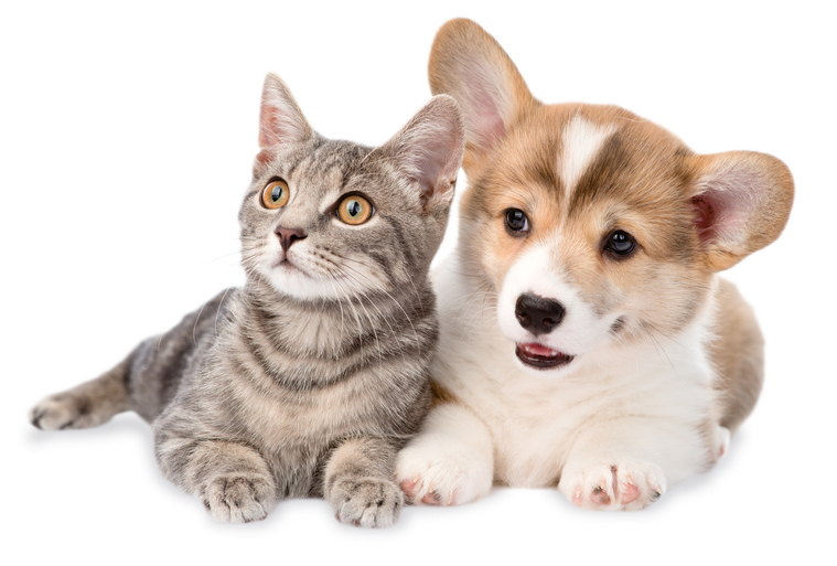 Animals