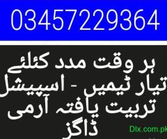 Army dog center 03017735103