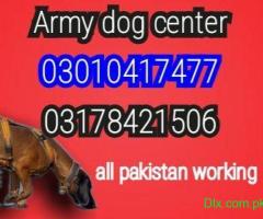 Army dog center rawalpindi 03178421506