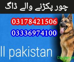 Army dog center karachi malir cantt 03336974100