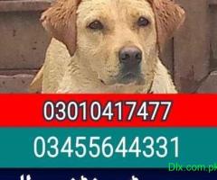 Army dog center 03010417477